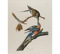 IPLUPJDY Vintage Wall Art Canvas Image Artwork Print Poster Passenger Pigeon by John Jamess Audubon Wall Art Paintiing for Home Decor 60x90cm