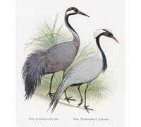 IPLUPJDY Vintage Wall Art Canvas Image Artwork Print Poster the Common Crane the Demoiselle Crane by Alexander Lydon Wall Art Paintiing for Home Decor 60x90cm