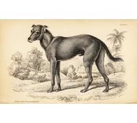 IPLUPJDY Vintage Wall Art Canvas Image Artwork Print Poster Wild Dog Found in the Dominican Republic and Haiti by William Home Lizars Wall Art Paintiing for Home Decor 60x90cm