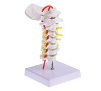 iplusmile Anatomical Cervical Spine Model with Nerve Roots and Arteries PVC Human Vertebral Column Teaching Prop for Display Stand Included for Doctors and Students