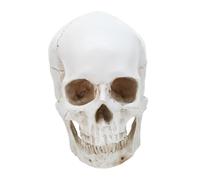 iplusmile Detachable Human Skull Model Realistic Anatomy Teaching Tool for Detailed Skull Structure for Study for Decoration and Exhibitions