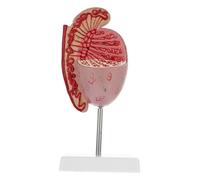 iplusmile Dissection Model Male Reproductive System Enlargement Model for and Biology Classes Realistic Human Anatomy Teaching Tool
