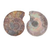 iplusmile Educational Ammonite Specimen Natural Models for Boys and Girls Learning and Decor