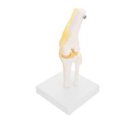 iplusmile Functional Knee Joint Model Anatomical Ligaments for Medical Study and Patient Education Flexible Design for Detailed Anatomy Learning Mounted Base for Classroom Use