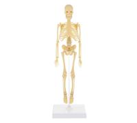 iplusmile Human Skeleton Model Toy with Movable Arms Legs and Jaw Educational Plastic Anatomy Model for Kids Learning and Home Decoration 13.8 Inch