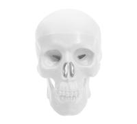 iplusmile Mini Human Skull Model Detachable Plastic Anatomical White Skull Head Model with Moving Jaw for Anatomy, Drawing, Offices, Study Rooms, Students