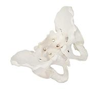 iplusmile Pelvis Model for Medical Anatomy Pvc Tailbone Sacral Model Female Natural Pelvic Structure for Teaching and Anatomy Study