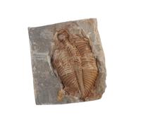 iplusmile Trilobite Specimen for Education and Home Authentic Natural Ancient Creature Unique Teaching Prop for Boys and Girls and Collectors for Display and Learning