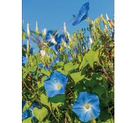Ipomoea Clark's Heavenly Blue 6 Plug Plants Morning Glory
