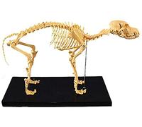 IPSU Study Model Educational Model Canine Skeleton Bone Model Dogs Animal Anatomy Teaching Model Dog Skeleton Anatomical Model for HBiology Veterinary Demonstration Tool,Medical Models