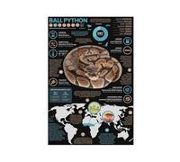 IQTFHGB Ball Python - Animal Infographic 3 Canvas Poster Wall Art Decor Print Picture Paintings for Living Room Bedroom Decoration 12x18inch(30x45cm)