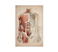 IQTFHGB Human Anatomy Diagram(1) Canvas Poster Wall Art Decor Print Picture Paintings for Living Room Bedroom Decoration 08x12inch(20x30cm)