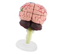 Irfora Human Brain Model, Toy for Teaching and Demonstration, Made From Plastic, Easy to Carry, Light Weight and Highly Simulated to Real Human Brain with Many