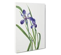 Iris By Mary Vaux Walcott Canvas Print | Gallery Wrapped 30mm Frame Wall Art | 30x20 inches | Ready to Hang | Contemporary Floral Picture | Living Room Bedroom Lounge Office