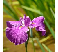 Iris Ensata 'crystal Halo' - 1 Litre Bareroot - Marginal Aquatic Pond Plant