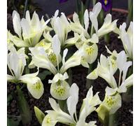 Iris Katherine's Gold 8 Bulbs - Hardy Garden Flower Bulbs For Outdoor Planting - Thompson & Morgan