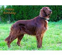 Irish Red Setter Birthday Card