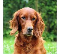 Irish Red Setter Dog Greeting Card Square - Gift Idea Special Occasion Blank Inside with Envelope Premium Unique Design Animal Cute Illustrated Wildlife Quality Included UK
