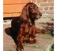 Irish Red Setter Dog Greeting Card Square - Gift Idea Special Occasion Blank Inside with Envelope Premium Unique Design Animal Cute Illustrated Wildlife Quality Included UK