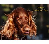 Irish Red Setter Valentines Day Card