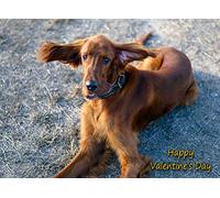 Irish Red Setter Valentines Day Card