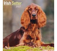 Irish Setter Wall by AVONSIDE PUBLISHING (Calendar)