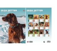 Irish Setter 2026 Calendar - A3 Size 30 x 42 cm, 12 Months of Great Photography