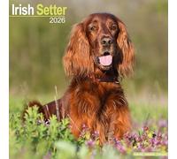 Irish Setter 2026 Calendar | Square Wall Calendar | Dog Breed Gift | Plastic Free Packaging | by Avonside Publishing
