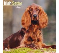 Irish Setter 2027 Calendar | Square Wall Calendar | Dog Breed Gift | Plastic Free Packaging | by Avonside Publishing