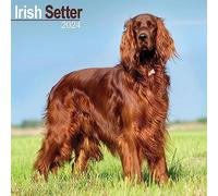 Irish Setter Calendar 2024 | Square Dog Breed Wall Calendar - 16 Month