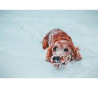 Irish Setter in the Snow Greeting Card 125mm x 178mm Including Envelope GC1106