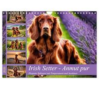 Irish Setter - Pure grace UK-Version (Wall Calendar 2026 DIN A4 Landscape), CALVENDO 12 Month Wall Calendar
