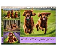 Irish Setter - pure grace (Wall Calendar 2027 DIN A4 landscape), CALVENDO 12 Month Wall Calendar: Elegant pointing dog with temperament and stamina