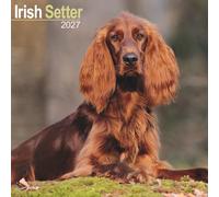 Irish Setter Wall