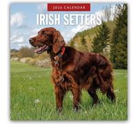 Irish Setters 2026 Square Wall Calendar