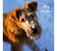 Irish Terrier Christmas Greeting Card 150mm x 150mm Square - Including Envelope - GC668SQ
