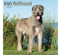 Irish Wolfhound 2026 Calendar | Square Wall Calendar | Dog Breed Gift | Plastic Free Packaging | by Avonside Publishing