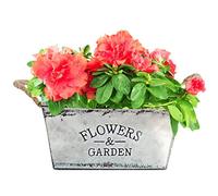 Iron Blossom Bucket - Dried Flower Vase - Craft | Flower Arrangement Bucket | Florist Decorative Arrangement Bucket | Railing Fence Balcony Garden Home Decoration Accessorioesssss