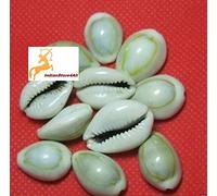 IS4A IndianStore4All Natural White Conch Shell Cowrie Shells - Set of 11