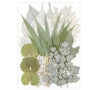 ISAKEN 21Pcs Natural Dried Leaves, Pressed Dry Leaves Herbarium Leaf Petals Mixed Real Natural Pressed Resin Dried Leaves Dried Flowers for Craft Scrapbooking