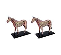 ISKDJBJG 2X Animal Organ Anatomy Model 4D Horse Intelligence Assembling Toy Teaching Anatomy Model DIY Appliances
