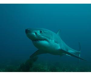 Isle Of Jaws: Blood Brothers