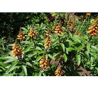 Isoplexis Canariensis Bella Jumbo Plug Plant Perennial