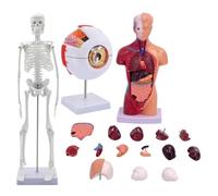 ISTOVO Human Body, Skeleton, Eyeball, Half Size Skull with Brain Model Hands-on 3D Model Learning Tool for Students
