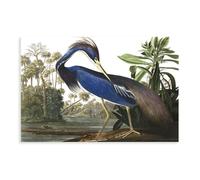 ITADGF Louisiana Heron By John James Audubon Vintage Bird Illustration Classic Wildlife Ornithology Antique Canvas Poster Wall Art Print Picture Paintings 16x24inch(40x60cm)