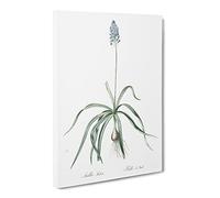 Italian Bluebell Flower By Pierre Joseph Redoute Canvas Print | Gallery Wrapped 30mm Frame Wall Art | 30x20 inches | Ready to Hang | Retro Floral Picture | Living Room Bedroom Lounge Office