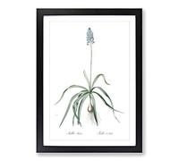 Italian Bluebell Flower by Pierre-Joseph Redoute Framed Print | A2 Black Framed Wall Art | Ready to Hang | Modern Floral Picture | Living Room Bedroom Lounge Office