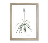 Italian Bluebell Flower By Pierre Joseph Redoute Vintage Framed Print | A4 Oak Framed Wall Art | Ready to Hang | Classic Floral Picture | Living Room Bedroom Lounge Office