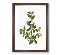 Italian Buckthorn Tree by Pierre-Joseph Redoute Framed Print | A2 Walnut Framed Wall Art | Ready to Hang | Modern Floral Picture | Living Room Bedroom Lounge Office