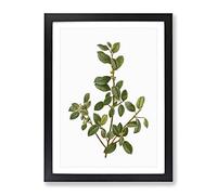 Italian Buckthorn Tree By Pierre Joseph Redoute Vintage Framed Print | A2 Black Framed Wall Art | Ready to Hang | Classic Floral Picture | Living Room Bedroom Lounge Office